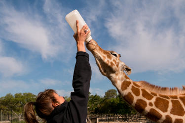 Giraffe being fed with a bottle