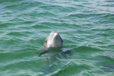 Dolphins in Destin - Fort Walton Beach