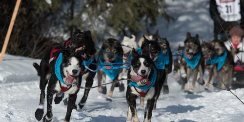 Dog Sledding Visit Anchorage
