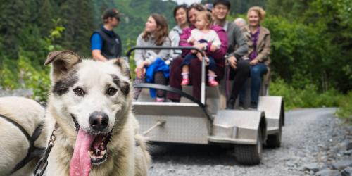 Dog Sledding Visit Anchorage