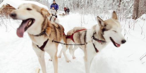 Dog Sledding Visit Anchorage
