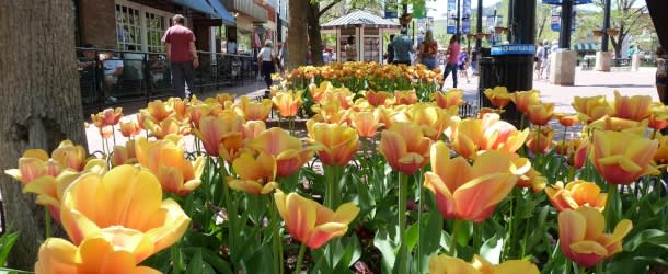 Peach Tulips on Pearl Street