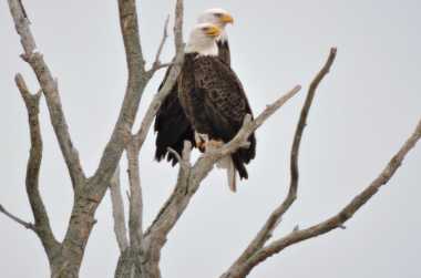 New York's Watchable Wildlife | Natural Habitat and Zoo New York's Watchable Wildlife | Natural Habitat and Zoo