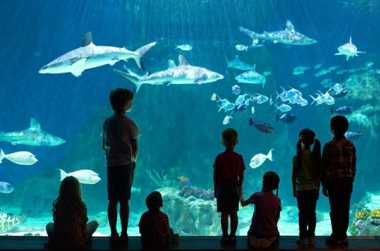 Loveland Living Planet Aquarium - 257389 BD10D181 5056 A36a 069a095a1e0fc314