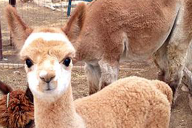 East Mountain Fiber Farm & Studio Tour