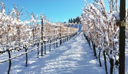 Tis The Season For Winter Wine Touring In Kelowna