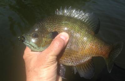 Kansas Kritters Bluegill