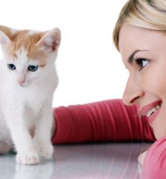 cat cat