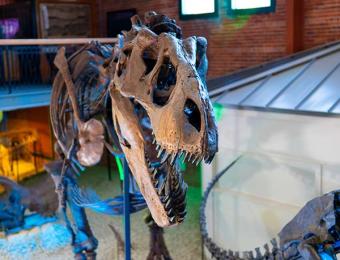 Ivan the T. rex