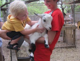 Lamb