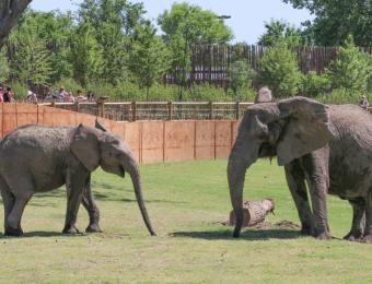 Elephants of the Zambezi River Valley - Arusi & Stephanie