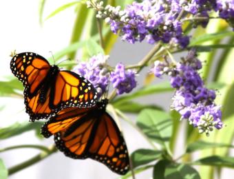 Butterfly Garden