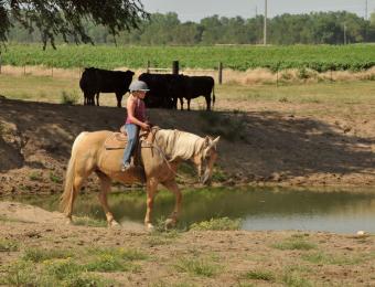 All ages can ride horses at C-Arrow Stables