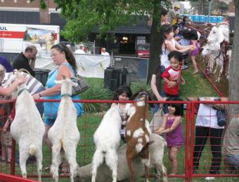 Petting Zoo