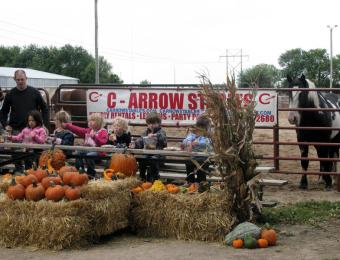Pumpkin Patch at C-Arrow Stables