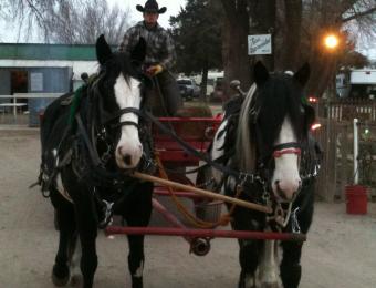 Horse drawn wagon