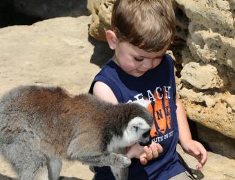 Feed the lemurs at Tanganyika Wildlife Park