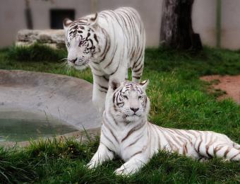 White Tigers at Tanganyika Wildlife Park