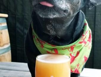 Limestone Beer Dog Visit Wichita