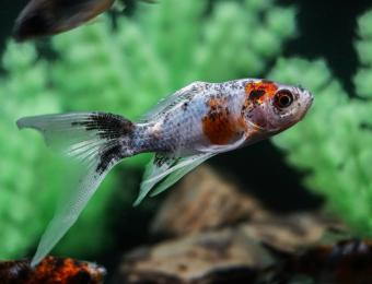 fish