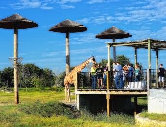 Tanganyika giraffes Visit Wichita