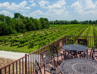 Grace Hill Winery Vineyard