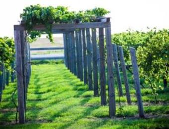 Prairie Hill grape arbor Visit Wichita
