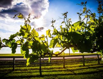 Prairie Hill grape vine Visit Wichita