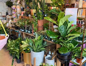 Grow Plant Variety plant shop