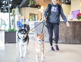 Sydney's huskey Visit Wichita