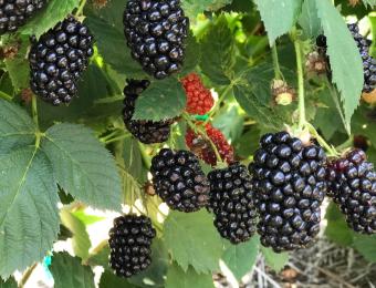 Elderslie Farm Blackberries Ready for You-Pickers in June/July