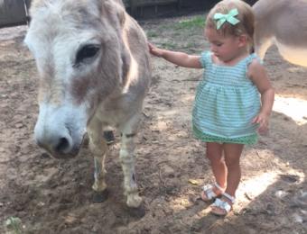 donkey