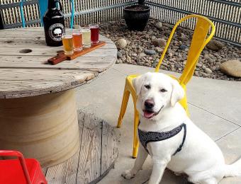Inspirit Kombucha Brewing Co. pet friendly