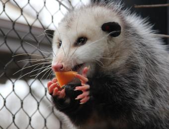 Kansas Wildlife Exhibit Possum