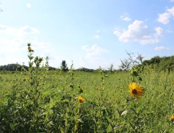 Pawnee Prairie Park Flowers
