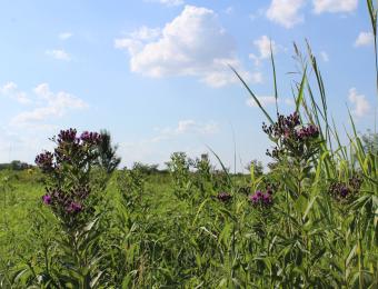 Pawnee Prairie Park WildFlowers