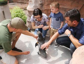 Penguin Encounters