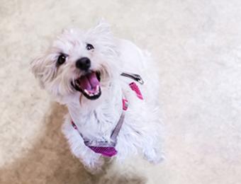 Sydney's small dog Visit Wichita