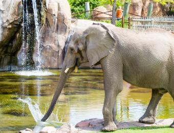 Elephants of the Zambezi River Valley