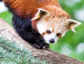 Red Panda