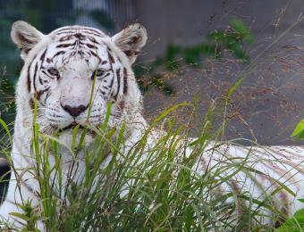 Tanganyika Tiger