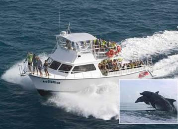 Dolphin Tours And Eco Tours L Visit Myrtle Beach