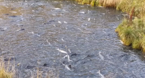 spawning salmon in a creek