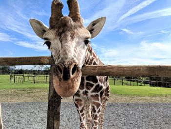 giraffes-lake-tobias