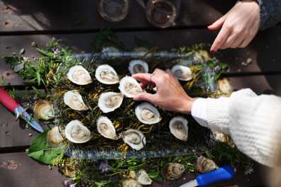 Oyster picnic