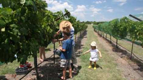 Pleasant Hill Winery Brenham Tx 77833