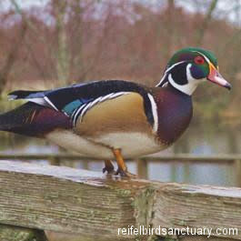 Wood Duck