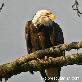 Bald Eagle