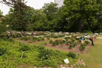 Nichols Arboretum