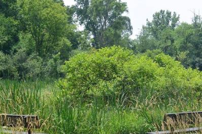 marsh_view_meadowssmall.jpg